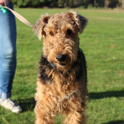 Basic+ Obedience Class