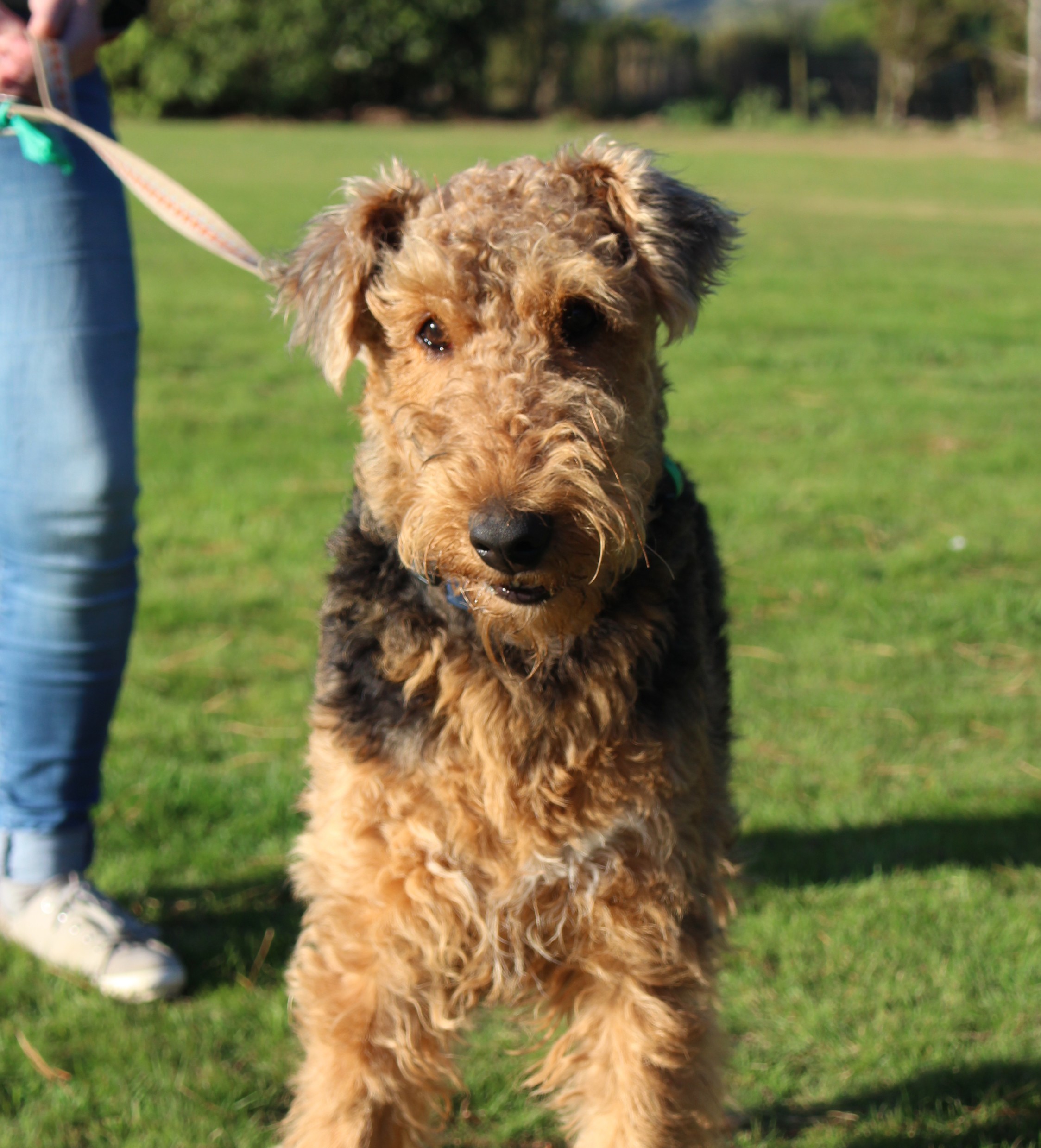 Basic+ Obedience Class